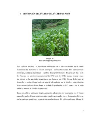 2
2. DESCRIPCION DEL CULTIVO DEL CULTIVO DE MAIZ
Imagen. N°1
Foto tomada por Argimiro Loaiza
Los cultivos de maíz se encuentran establecidos en la finca el mirador en la vereda
manzanares del municipio de Sonsón Antioquia, a una distancia de 5 kms de la cabecera
municipal, donde se encontraron siembras de diferente tamaños desde los 20 días hasta
los 3 meses, con una temperatura normal de 13°C hasta los 22°C, aunque en este verano
tan intenso se ha registrado temperaturas que llegan a los 30°C, lo que desfavorece el
desarrollo y producción del maíz, de acuerdo a la variedad que se siembre, estas plántulas
tienen un crecimiento rápido donde su periodo de producción es de 3 meses, por lo tanto
recibe el nombre de cultivos de pan coger.
Estos son cultivos totalmente limpios, expuestos a la erosión por escorrentía, por el viento,
ya que los suelos de esta zona son arados, picados y repicados con el fin de dejar el terreno
en las mejores condiciones preparativas para la siembra del cultivo del maíz. El cual le
 