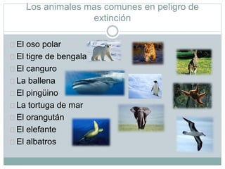 Los animales mas comunes en peligro de
extinción
El oso polar
El tigre de bengala
El canguro
La ballena
El pingüino
La tortuga de mar
El orangután
El elefante
El albatros
 