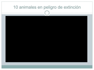 10 animales en peligro de extinción
 