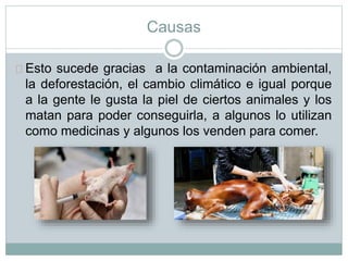 Causas
Esto sucede gracias a la contaminación ambiental,
la deforestación, el cambio climático e igual porque
a la gente le gusta la piel de ciertos animales y los
matan para poder conseguirla, a algunos lo utilizan
como medicinas y algunos los venden para comer.
 