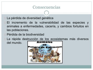 Consecuencias
La pérdida de diversidad genética
El incremento de la vulnerabilidad de las especies y
animales a enfermedades, cacería, y cambios fortuitos en
las poblaciones.
Pérdida de la biodiversidad
La rápida destrucción de los ecosistemas más diversos
del mundo.
 