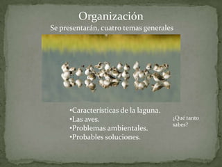 Organización
Se presentarán, cuatro temas generales




     •Características de la laguna.
     •Las aves.                       ¿Qué tanto
                                      sabes?
     •Problemas ambientales.
     •Probables soluciones.
 
