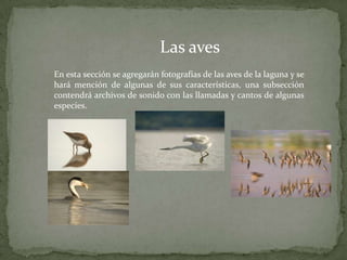Las aves
En esta sección se agregarán fotografías de las aves de la laguna y se
hará mención de algunas de sus características, una subsección
contendrá archivos de sonido con las llamadas y cantos de algunas
especies.
 
