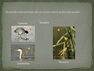 Gallareta    Ejemplos




                        Mascarita
Zambullido
r
 