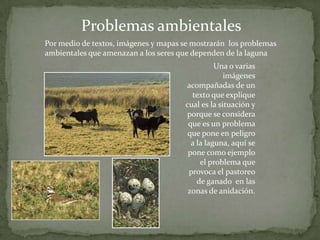 Problemas ambientales
Por medio de textos, imágenes y mapas se mostrarán los problemas
ambientales que amenazan a los seres que dependen de la laguna
                                                Una o varias
                                                   imágenes
                                      acompañadas de un
                                        texto que explique
                                      cual es la situación y
                                      porque se considera
                                       que es un problema
                                       que pone en peligro
                                        a la laguna, aquí se
                                       pone como ejemplo
                                           el problema que
                                       provoca el pastoreo
                                          de ganado en las
                                       zonas de anidación.
 