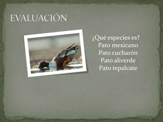 ¿Qué especies es?
  Pato mexicano
  Pato cucharón
   Pato aliverde
  Pato tepalcate
 