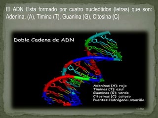 El ADN Esta formado por cuatro nucleótidos (letras) que son:
Adenina, (A), Timina (T), Guanina (G), Citosina (C)
 