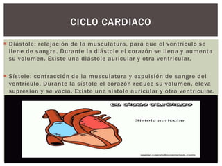  Diástole: relajación de la musculatura, para que el ventrículo se
llene de sangre. Durante la diástole el corazón se llena y aumenta
su volumen. Existe una diástole auricular y otra ventricular.
 Sístole: contracción de la musculatura y expulsión de sangre del
ventrículo. Durante la sístole el corazón reduce su volumen, eleva
supresión y se vacía. Existe una sístole auricular y otra ventricular.
CICLO CARDIACO
 
