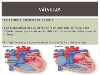  para evitar el retroceso dela sangre
 Son dispositivos que se abren ante un aumento de flujo, para
dejarlo pasar; pero a su vez impiden el retroceso de estas, pues se
cierran.
 El flujo de sangre que atraviesa el corazón es unidireccional
VÁLVULAS
 