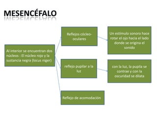Reflejos cócleooculares

Un estímulo sonoro hace
rotar el ojo hacia el lado
donde se origina el
sonido

reflejo pupilar a la
luz

con la luz, la pupila se
contrae y con la
oscuridad se dilata

Al interior se encuentran dos
núcleos : El núcleo rojo y la
sustancia negra (locus niger)

Reflejo de acomodación

 