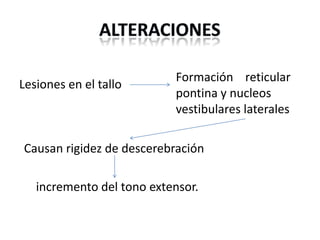 Lesiones en el tallo

Formación reticular
pontina y nucleos
vestibulares laterales

Causan rigidez de descerebración
incremento del tono extensor.

 