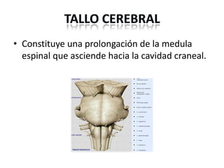 • Constituye una prolongación de la medula
espinal que asciende hacia la cavidad craneal.

 