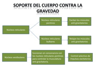 Núcleos reticulares
pontinos

Excitan los músculos
anti gravitatorios

Núcleos reticulares
bulbares

Relajan los músculos
anti gravitatorios

Núcleos reticulares

Núcleos vestibulares

funcionan en consonancia con
los nucleos reticulares pontinos
para controlar la musculatura
anti gravitatoria.

Control selectivo de
impulsos excitatorios

 