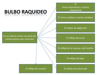 El
ritmo respiratorio o centro
respiratorio
El ritmo cardíaco o centro cardíaco

El reflejo de deglución
En su interior tiene una serie de
núcleos grises que controlan

El reflejo de la tos

El reflejo de la náusea y del vómito

El reflejo de hipo

El reflejo de succión

El reflejo de estornudo

 