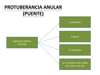 La audición

El gusto
segmento inferior.
Controla
El equilibrio

La musculatura del cuello,
de la cara y del ojo

 