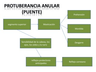 Prehensión

segmento superior

Masticación
Mordida

Sensibilidad de la cabeza, los
ojos, los oídos y la nariz

reflejos protectores
anticipados

Desgarre

Reflejo corneano

 