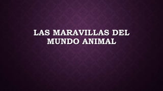 LAS MARAVILLAS DEL
MUNDO ANIMAL
 