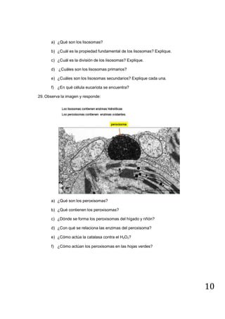 10
a) ¿Qué son los lisosomas?
b) ¿Cuál es la propiedad fundamental de los lisosomas? Explique.
c) ¿Cuál es la división de los lisosomas? Explique.
d) ¿Cuáles son los lisosomas primarios?
e) ¿Cuáles son los lisosomas secundarios? Explique cada una.
f) ¿En qué célula eucariota se encuentra?
29. Observa la imagen y responde:
a) ¿Qué son los peroxisomas?
b) ¿Qué contienen los peroxisomas?
c) ¿Dónde se forma los peroxisomas del hígado y riñón?
d) ¿Con qué se relaciona las enzimas del peroxisoma?
e) ¿Cómo actúa la catalasa contra el H₂O₂?
f) ¿Cómo actúan los peroxisomas en las hojas verdes?
 