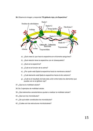 15
36. Observa la imagen y responde:”El glóbulo rojo y la Espectrina”
a) ¿Qué crees tú que hace la espectrina en el torrente sanguíneo?
b) ¿Qué relación tiene la espectrina con el citoesqueleto?
c) ¿Qué es la espectrina?
d) ¿Cuál es la función de la actina?
e) ¿Por quién está fijada la espectrina hacia la membrana celular?
f) ¿Cuál elemento está fijada la espectrina hacia el otro extremo?
g) ¿Cuál es el resultado de toda esta unión entre todos los elementos que
puedes ver en el glóbulo rojo?
37. ¿Qué es la motilidad celular?
38. Da 3 ejemplos de motilidad celular.
39. ¿Qué elementos característicos ayudan a realizar la motilidad celular?
40. ¿Qué son los microtúbulos?
41. ¿De qué están constituidos los microtúbulos?
42. ¿Cuáles son las estructuras microtubulares?
 