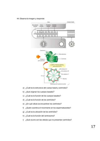 17
44. Observa la imagen y responde:
a) ¿Cuál es la estructura del cuerpo basal y centríolos?
b) ¿Qué originan los cuerpos basales?
c) ¿Cuál es la función de los cuerpos basales?
d) ¿Cuál es la función de los centríolos?
e) ¿En qué célula se encuentran los centríolos?
f) ¿Quién coordina el movimiento en los espermatozoides?
g) ¿Cuál es la ubicación de los centríolos?
h) ¿Cuál es la función del centrosoma?
i) ¿Qué ocurre con las células que no presentan centríolos?
 