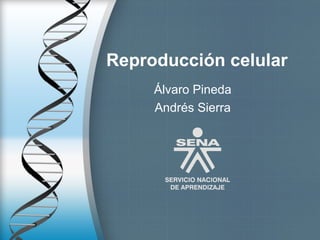Reproducción celular
Álvaro Pineda
Andrés Sierra
 