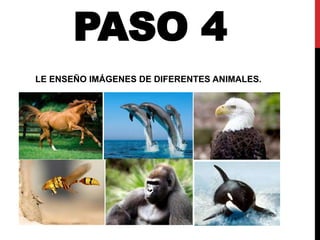 PASO 4
LE ENSEÑO IMÁGENES DE DIFERENTES ANIMALES.