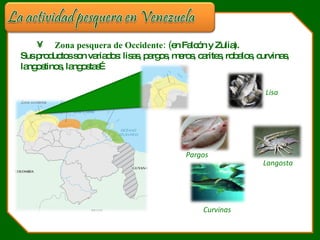  Zona pesquera de Occidente: ( en Falcón y Zulia). Sus productos son variados: lisas, pargos, meros, carites, robalos, curvinas, langostinos, langostas… Pargos Lisa Curvinas Langosta 