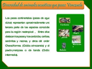 Los peces continentales (peces de agua dulce) representan aproximadamente una tercera parte de las especies conocidas para la región neotropical ,  Entre ellas destacan los peces y los carácidos, caribes, sardinitas y neones, y otros del orden Characiformes. (Cicbla orinocensis) y el pavón.;mariposa o de banda (Cicbla intermedia). Cachama pavon Morocotos Rabolo Bagre 