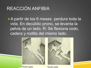 REACCIÓN ANFIBIA

A partir de los 6 meses perdura toda la
 vida. En decúbito prono, se levanta la
 pelvis de un lado. R: Se flexiona codo,
 cadera y rodilla del mismo lado.
 