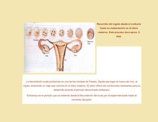 Recorrido del cigoto desde el oviducto
hasta su implantación en el útero
materno. Este proceso dura aprox. 5
días.
La fecundación suele producirse en una de las trompas de Falopio. Desde ese lugar el nuevo ser vivo, el
cigoto, emprende un viaje que culmina en el útero materno. El útero ofrece las condiciones necesarias para su
desarrollo durante el período denominado embarazo.
Embarazo es el periodo que se extiende desde la fecundación del óvulo por el espermatozoide hasta el
momento del parto.
 