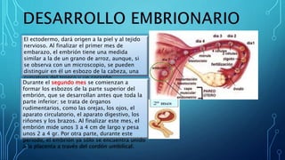 El ectodermo, dará origen a la piel y al tejido
nervioso. Al finalizar el primer mes de
embarazo, el embrión tiene una medida
similar a la de un grano de arroz, aunque, si
se observa con un microscopio, se pueden
distinguir en él un esbozo de la cabeza, una
curvatura del tronco y un corazón.
Durante el segundo mes se comienzan a
formar los esbozos de la parte superior del
embrión, que se desarrollan antes que toda la
parte inferior; se trata de órganos
rudimentarios, como las orejas, los ojos, el
aparato circulatorio, el aparato digestivo, los
riñones y los brazos. Al finalizar este mes, el
embrión mide unos 3 a 4 cm de largo y pesa
unos 2 a 4 gr. Por otra parte, durante este
periodo, el embrión ya sólo se encuentra unido
a la placenta a través del cordón umbilical.
 
