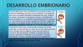 Al inicio del tercer mes, el embrión se convierte en feto, sus
formas le identifican ya como un ser humano. A lo largo de
este mes se pueden distinguir claramente los ojos, la boca,
las orejas, los brazos y las piernas crecen y se endurecen
hacia la semana 11 y se definen claramente hacia la semana
13. Los huesos de las manos también se definen y aparecen
las uñas y el corazón ya late. Al final de este mes el feto ya
comienza a moverse, mide de 9 a 10 cm de largo y pesa
entre 15 y 20 gr.Durante el cuarto mes, el desarrollo continúa de forma
acelerada. La piel del feto se cubre de un fino vello conocido
como lanugo, que en algunos casos persiste hasta el
momento del nacimiento. También se puede apreciar
órganos genitales y mediante una ecografía, se puede
determinar su sexo. La madre percibe con claridad los
movimientos del feto. Éste, al finalizar el cuarto mes, tiene
unos 16 cm de largo y pesa unos 150 gr.
 