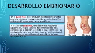 En el quinto mes, no se producen novedades importantes,
pero el crecimiento es muy sostenido: a su término, el feto
mide unos 25 cm de largo y pesa unos250 gr.
A lo largo del sexto mes, el feto continúa madurando
rápidamente. Su piel se cubre de un manto graso para
protegerlo de la posición sostenida al líquido amniótico. Su
configuración ya es muy similar a la de un recién nacido. Al
término de este mes, el feto mide unos 32 cm de largo y
pesa unos 900 gr.
 