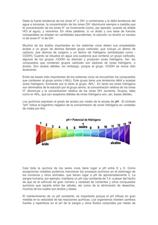 Dada la fuerte tendencia de los iones H+ y OH- a combinarse y la débil tendencia del 
agua a ionizarse, la concentración de los iones OH- disminuirá siempre a medida que 
la concentración de los iones H+ se incremente (como, por ejemplo, cuando se añade 
HCl al agua), y viceversa. En otras palabras, si un ácido y una base de fuerzas 
comparables se añaden en cantidades equivalentes, la solución no tendrá un exceso 
ni de iones H+ ni de OH-. 
Muchos de los ácidos importantes en los sistemas vivos deben sus propiedades 
ácidas a un grupo de átomos llamado grupo carboxilo, que incluye un átomo de 
carbono, dos átomos de oxígeno y un átomo de hidrógeno (simbolizado como - 
COOH). Cuando se disuelve en agua una sustancia que contiene un grupo carboxilo, 
algunos de los grupos -COOH se disocian y producen iones hidrógeno. Así, los 
compuestos que contienen grupos carboxilo son dadores de iones hidrógeno, o 
ácidos. Son ácidos débiles, sin embargo, porque el grupo -COOH se ioniza sólo 
levemente. 
Entre las bases más importantes de los sistemas vivos se encuentran los compuestos 
que contienen al grupo amino (-NH2). Este grupo tiene una tendencia débil a aceptar 
iones hidrógeno, formando por lo tanto el grupo -NH3 
+. En tanto los iones hidrógeno 
son eliminados de la solución por el grupo amino, la concentración relativa de los iones 
H+ disminuye y la concentración relativa de los iones OH- aumenta. Grupos, tales 
como el -NH2, que son aceptores débiles de iones hidrógeno son, así, bases débiles. 
Los químicos expresan el grado de acidez por medio de la escala de pH . El símbolo 
"pH" indica el logaritmo negativo de la concentración de iones hidrógeno en unidades 
de moles por litro. 
Casi toda la química de los seres vivos tiene lugar a pH entre 6 y 8. Como 
excepciones notables podemos mencionar los procesos químicos en el estómago de 
los humanos y otros animales, que tienen lugar a pH de aproximadamente 2. La 
sangre humana, por ejemplo, mantiene un pH casi constante de 7,4, a pesar del hecho 
de que es el vehículo de gran número y variedad de nutrientes y otros compuestos 
químicos que reparte entre las células, así como de la eliminación de desechos, 
muchos de los cuales son ácidos y bases. 
El mantenimiento de un pH constante, es importante porque el pH influye en gran 
medida en la velocidad de las reacciones químicas. Los organismos resisten cambios 
fuertes y repentinos en el pH de la sangre y otros fluidos corporales por medio de 
 