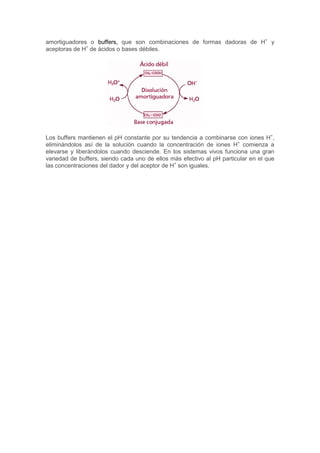 amortiguadores o buffers, que son combinaciones de formas dadoras de H+ y 
aceptoras de H+ de ácidos o bases débiles. 
Los buffers mantienen el pH constante por su tendencia a combinarse con iones H+, 
eliminándolos así de la solución cuando la concentración de iones H+ comienza a 
elevarse y liberándolos cuando desciende. En los sistemas vivos funciona una gran 
variedad de buffers, siendo cada uno de ellos más efectivo al pH particular en el que 
las concentraciones del dador y del aceptor de H+ son iguales. 
 