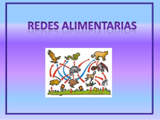 cadenas y redes alimentarias informacion actividad sobre redes alimentarias cadenas y redes alimentarias informacion actividad sobre redes alimentarias