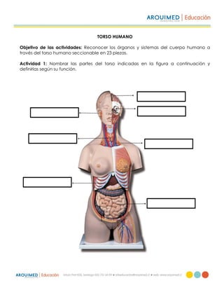 TORSO HUMANO
Objetivo de las actividades: Reconocer los órganos y sistemas del cuerpo humano a
través del torso humano seccionable en 23 piezas.
Actividad 1: Nombrar las partes del torso indicadas en la figura a continuación y
definirlas según su función.
 