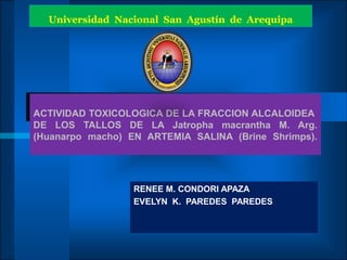 Universidad Nacional San Agustín de Arequipa




ACTIVIDAD TOXICOLOGICA DE LA FRACCION ALCALOIDEA
DE LOS TALLOS DE LA Jatropha macrantha M. Arg.
(Huanarpo macho) EN ARTEMIA SALINA (Brine Shrimps).




                  RENEE M. CONDORI APAZA
                  EVELYN K. PAREDES PAREDES
 