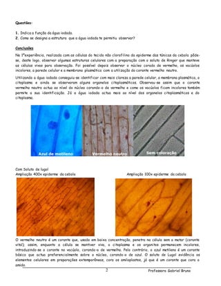 Professora Gabriel Bruno2
Questões:
1. Indica a função da água iodada.
2. Como se designa a estrutura que a água iodada te permitiu observar?
Conclusões
Na 1ºexperiência, realizada com as células do tecido não clorofilino da epiderme das túnicas da cebola pôde-
se, deste logo, observar algumas estruturas celulares com a preparação com o soluto de Ringer que manteve
as células vivas para observação. Foi possível depois observar o núcleo corado de vermelho, os vacúolos
incolores, a parede celular e a membrana plasmática com a utilização do corante vermelho neutro.
Utilizando a água iodada conseguiu-se identificar com mais clareza a parede celular, a membrana plasmática, o
citoplasma e ainda se observaram alguns organelos citoplasmáticos. Observou-se assim que o corante
vermelho neutro actua ao nível do núcleo corando-o de vermelho e como os vacúolos ficam incolores também
permite a sua identificação. Já a água iodada actua mais ao nível dos organelos citoplasmáticos e do
citoplasma.
Com Soluto de lugol
Ampliação 400x epiderme da cebola Ampliação 100x epiderme da cebola
O vermelho neutro é um corante que, usado em baixa concentração, penetra na célula sem a matar (corante
vital); assim, enquanto a célula se mantiver viva, o citoplasma e os organitos permanecem incolores,
introduzindo-se o corante no vacúolo, corando-o de vermelho. Pelo contrário, o azul metileno é um corante
básico que actua preferencialmente sobre o núcleo, corando-o de azul. O soluto de Lugol evidência os
elementos celulares em preparações extemporâneas, cora os amiloplastos, já que é um corante que cora o
amido.
 