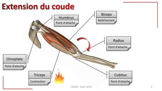 Relâchement
Biceps
Radius
Triceps
Point d'attache
Humérus
Point d'attache
Contraction
Cubitus
Point d'attache
Omoplate
Point d'attache
CSRDN - hiver 2014 2
 