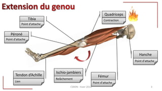 Contraction
Quadriceps
Fémur
Point d'attache
Tibia
Point d'attache
Tendon d’Achille
Lien
Ischio-jambiers
Relâchement
Hanche
Point d'attache
Péroné
Point d'attache
CSRDN - hiver 2014 3
 