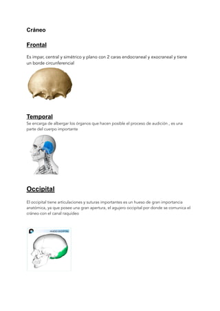 Cráneo
Frontal
Es impar, central y simétrico y plano con 2 caras endocraneal y exocraneal y tiene
un borde circunferencial
Temporal
Se encarga de albergar los órganos que hacen posible el proceso de audición , es una
parte del cuerpo importante
Occipital
El occipital tiene articulaciones y suturas importantes es un hueso de gran importancia
anatómica, ya que posee una gran apertura, el agujero occipital por donde se comunica el
cráneo con el canal raquídeo
 