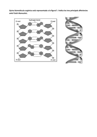 Quina biomolècula orgànica està representada a la figura?. I indica les tres principals diferències
amb l’àcid ribonucleic.
 