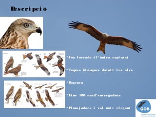 D c ri pc i ó
 es




                • Coa f orc ada ( l ’ úni c a rapi nya)


                • Taques bl anques daval l l es al es


                •Rogenc a


                • Fi ns 180 c m d’ envergadura


                • P anej adora i vol m t el egant
                   l                  ol
 