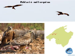 Pobl ac i ó m l orqui na
             al
 