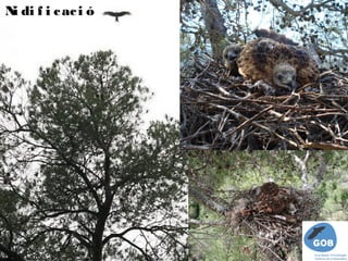 N di f i c ac i ó
 i
 