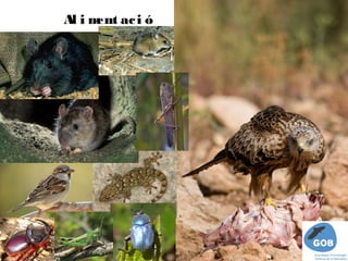 Al i m ac i ó 
      ent
 