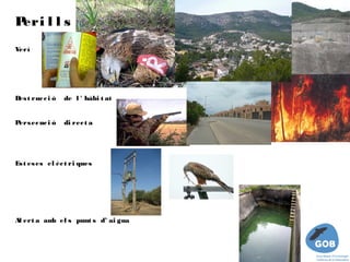 Peri l l s
Verí




D t ruc c i ó  de l ' hàbi t at
 es


Pers ec uc i ó  di rec t a


 

Es t es es el èc t ri ques




 
Al ert a am el s punt s d’ ai gua   
           b
 