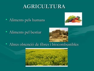 AGRICULTURA

• Aliments pels humans

• Aliments pel bestiar

• Altres obtenció de fibres i biocombustibles
 