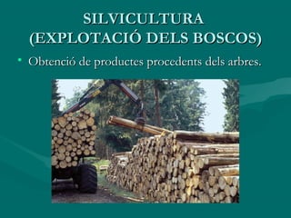 SILVICULTURA
  (EXPLOTACIÓ DELS BOSCOS)
• Obtenció de productes procedents dels arbres.
 